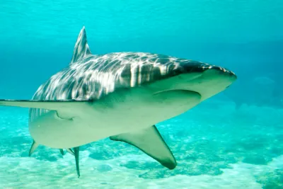 Photograph of a shark swimming