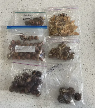 Seeds
